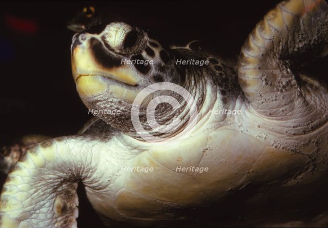 Loggerhead Turtle, (Caretta Caretta), 20th century. Artist: CM Dixon.