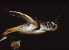 Loggerhead Turtle, (Caretta Caretta), 20th century. Artist: CM Dixon