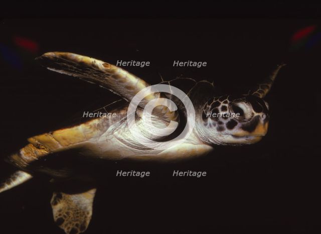 Loggerhead Turtle, (Caretta Caretta), 20th century. Artist: CM Dixon.