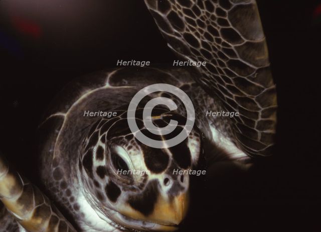 Loggerhead Turtle, (Caretta Caretta), 20th century. Artist: CM Dixon.