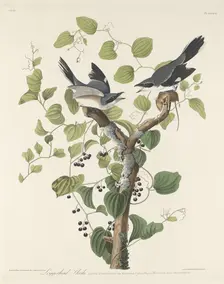Loggerhead Shrike, 1829. Creator: Robert Havell