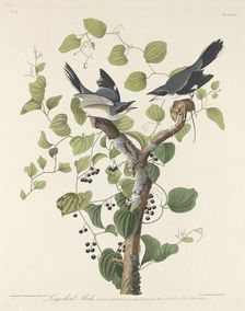 Loggerhead Shrike, 1829. Creator: Robert Havell