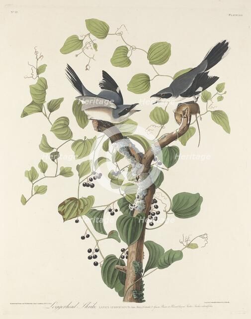 Loggerhead Shrike, 1829. Creator: Robert Havell.