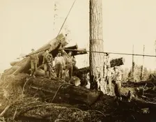 Loggers, about 1910-1945. Creator: Darius Kinsey