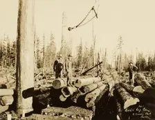 Logging/ Timber Scene, about 1910-1945. Creator: Darius Kinsey
