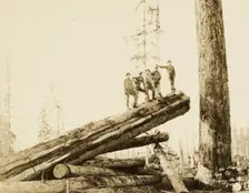 Logging/ Timber Scene, about 1910-1945. Creator: Darius Kinsey