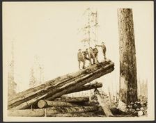 Logging/ Timber Scene, about 1910-1945. Creator: Darius Kinsey
