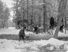 Logging, cutting lengths, between 1880 and 1899. Creator: Unknown