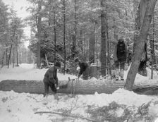 Logging, cutting lengths, between 1880 and 1899. Creator: Unknown