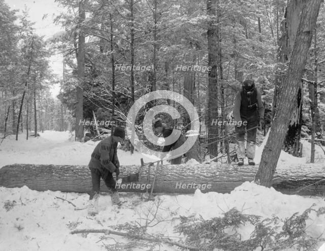 Logging, cutting lengths, between 1880 and 1899. Creator: Unknown.