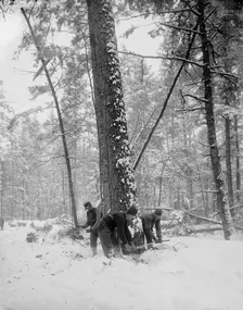 Logging, felling the tree, between 1880 and 1899. Creator: Unknown