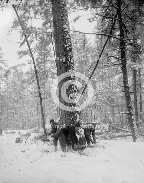 Logging, felling the tree, between 1880 and 1899. Creator: Unknown.