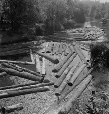 Logs at sawmill on Marys River near Corvallis, Oregon, 1939. Creator: Dorothea Lange