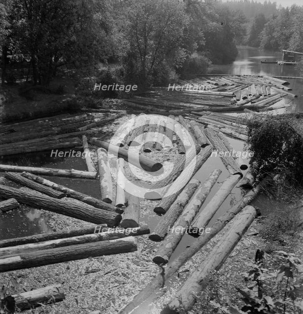 Logs at sawmill on Marys River near Corvallis, Oregon, 1939. Creator: Dorothea Lange.