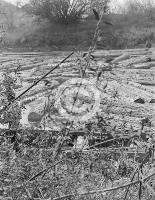 Logs at sawmill on Marys River near Corvallis, Oregon, 1939. Creator: Dorothea Lange.