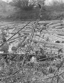 Logs at sawmill on Marys River near Corvallis, Oregon, 1939. Creator: Dorothea Lange