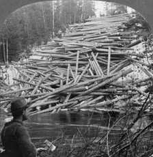 Logs from the Forest Delivered at the Stream, Aroostook County, Me. c1930s. Creator: Unknown