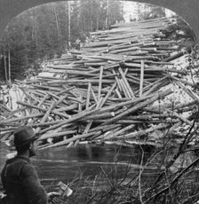 Logs from the Forest Delivered at the Stream, Aroostook County, Me. c1930s. Creator: Unknown