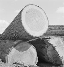 Logs piled in the mill yard, Keno, Klamath County, Oregon, 1939. Creator: Dorothea Lange