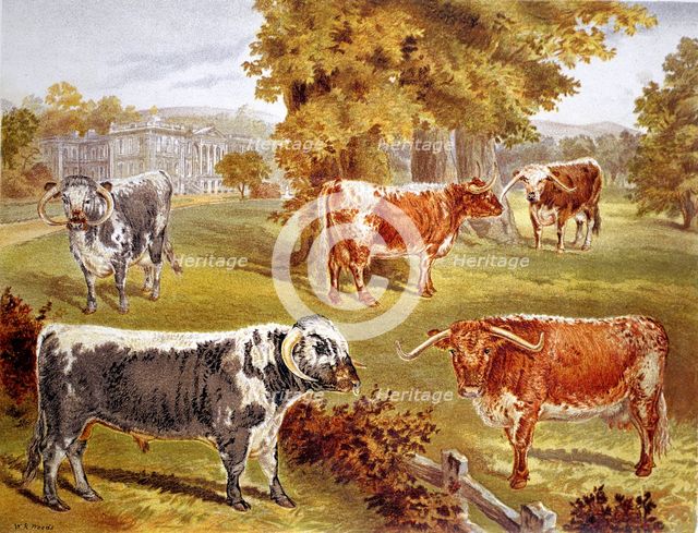 Longhorn cattle owned by Sir John Harpur-Crewe, Calke Abbey, 1885. Artist: Unknown