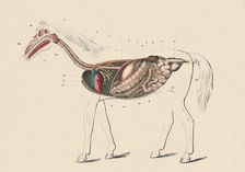 Longitudinal Section of the Horse c1879. Creator: Unknown