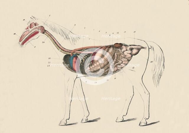 'Longitudinal Section of the Horse', c1879. Creator: Unknown.