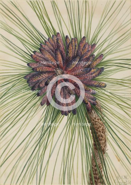 Longleaf Pine (Pinus palustris), 1929. Creator: Mary Vaux Walcott.