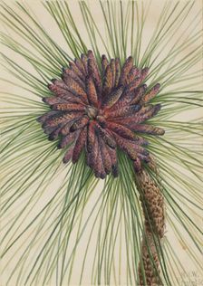 Longleaf Pine (Pinus palustris), 1929. Creator: Mary Vaux Walcott
