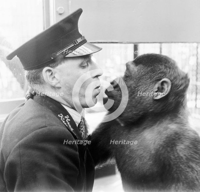 London Zoo, Marylebone, London, (c1950s?). Creator: Henry Grant.