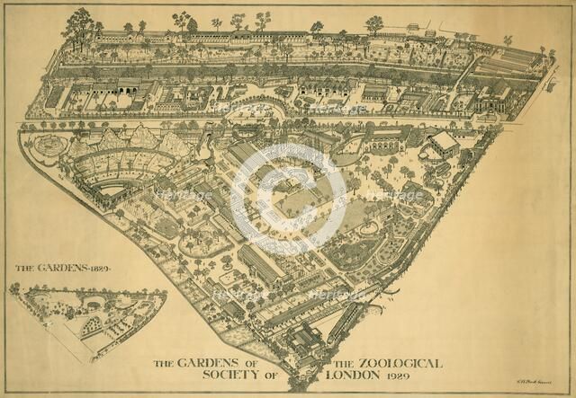 London Zoo, Regents Park, Westminster, 1929. Artist: RB Brook Greaves.