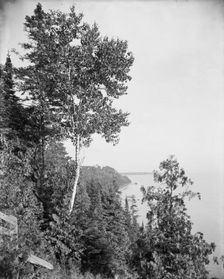 Lone birch, Mackinac Island, Mich., The, between 1900 and 1906. Creator: Unknown
