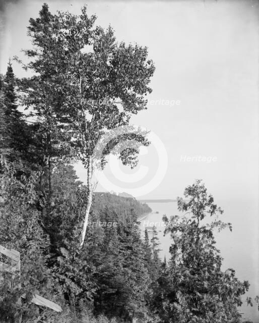 Lone birch, Mackinac Island, Mich., The, between 1900 and 1906. Creator: Unknown.