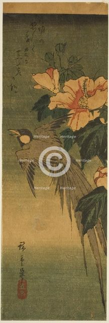 Long-tailed bird and hibiscus, 1830s-1840s. Creator: Ando Hiroshige.