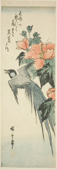 Long-tailed bird and hibiscus, 1830s-1840s. Creator: Ando Hiroshige