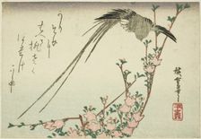 Long-tailed bird and peach blossoms, 1830s. Creator: Ando Hiroshige