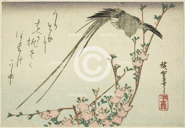 Long-tailed bird and peach blossoms, 1830s. Creator: Ando Hiroshige.