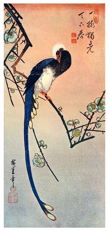 Long Tailed Blue Bird on Branch of Plum Tree in Blossom 19th century (1925)