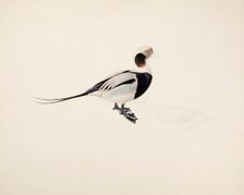 Long-tailed Duck, 1836. Creator: Magnus von Wright