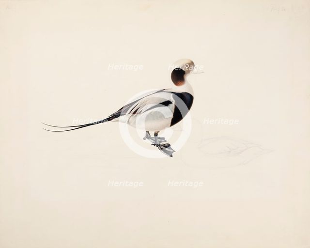 Long-tailed Duck, 1836. Creator: Magnus von Wright.