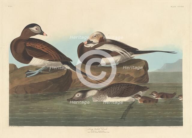 Long-tailed Duck, 1836. Creator: Robert Havell.