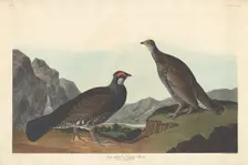 Long-tailed or Dusky Grous, 1837. Creator: Robert Havell
