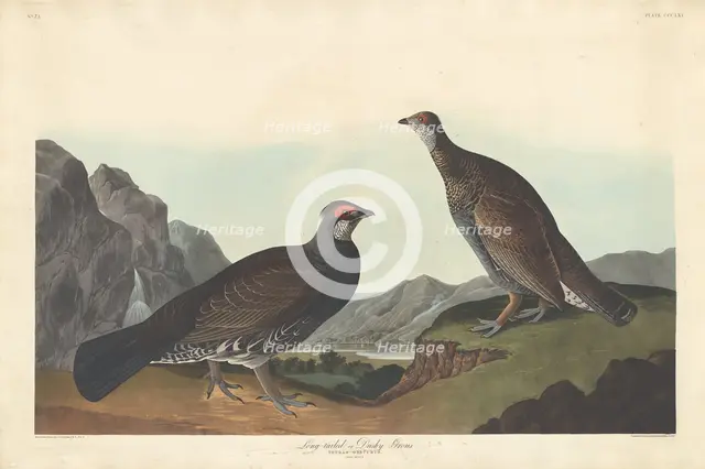 Long-tailed or Dusky Grous, 1837. Creator: Robert Havell.
