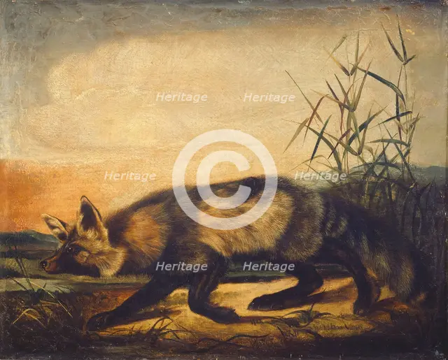 Long-Tailed Red Fox, 1848/1854. Creator: John Woodhouse Audubon.