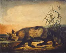 Long-Tailed Red Fox, 1848/1854. Creator: John Woodhouse Audubon