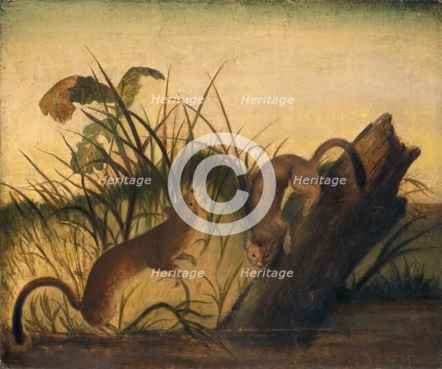 Long-Tailed Weasel, c. 1845. Creator: John James Audubon.