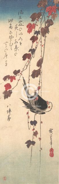 Long-tailed Tit on Autumn Ivy, ca. 1835., ca. 1835. Creator: Ando Hiroshige.