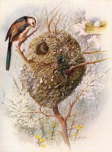 Long-Tailed Tit - Acred'ula cauda'ta c1910, (1910). Artist: George James Rankin