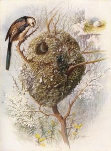 Long-Tailed Tit - Acred'ula cauda'ta c1910, (1910). Artist: George James Rankin