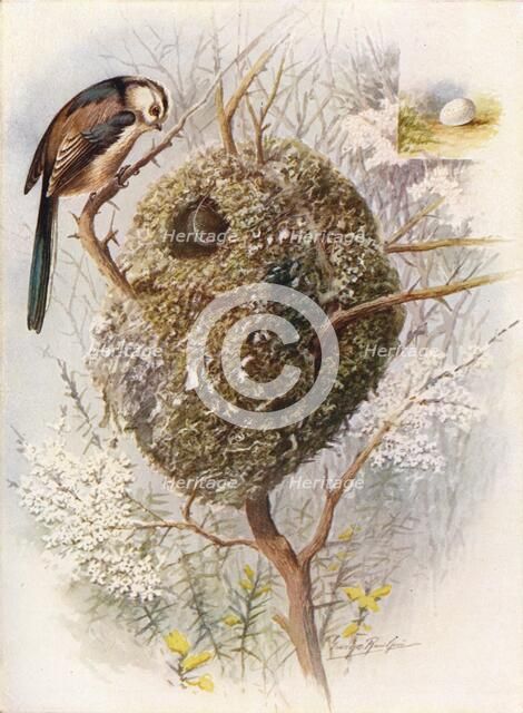 'Long-Tailed Tit - Acred'ula cauda'ta', c1910, (1910). Artist: George James Rankin.