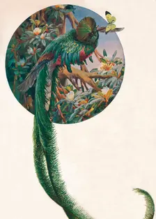 Long-tailed Trogons c1910, (1911). Artist: Louis Fairfax Muckley